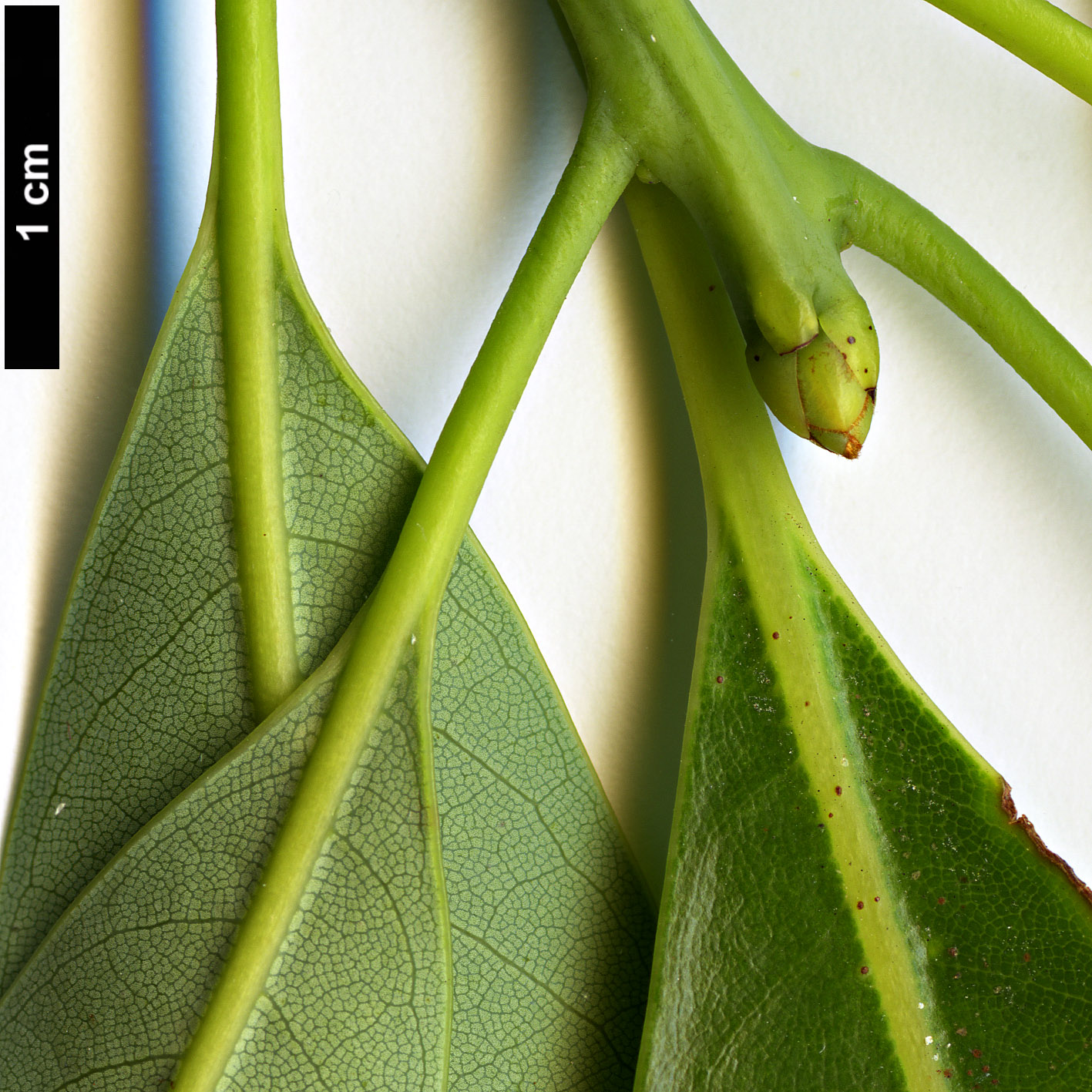 High resolution image: Family: Lauraceae - Genus: Machilus - Taxon: thunbergii 